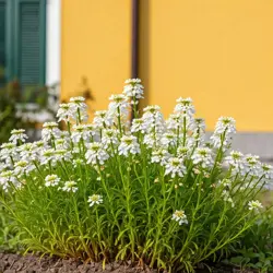Iberis