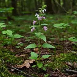 Wierzbownica drobnokwiatowa