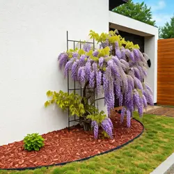 Wisteria