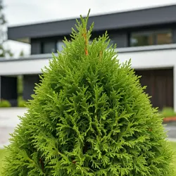 Żywotnik